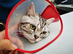 -康乐宝动物医院