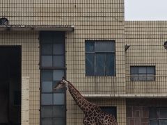 -成都动物园