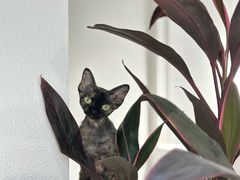 -琪喵猫屋·撸猫猫咖·猫舍