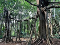 -中国科学院西双版纳热带植物园