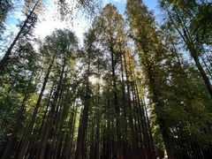 -日照海滨国家森林公园