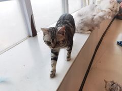 -共舞时光猫咖·狗咖(新街口店)