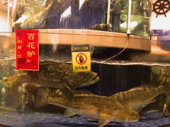 -龙的酒楼·手工早茶·顺德菜(近良路店)