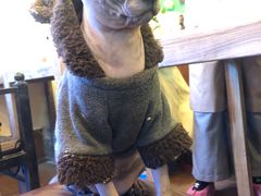 -李小姐の猫咖啡馆(五角场店)