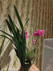 -文华东方水疗中心