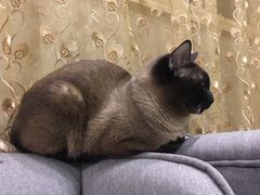 -吱咖啡西式简餐