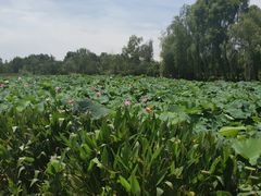 -白鹭湾湿地公园