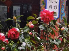 -云南古玩城(护国路店)