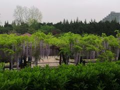 -嘉定紫藤园