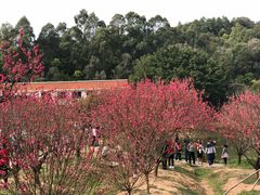 -南国桃园旅游度假区