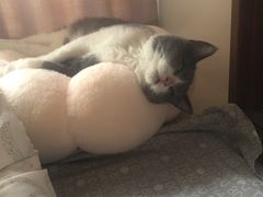 -lincat·猫舍(广州店)