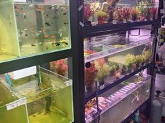 -武汉花鸟市场