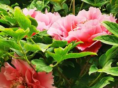 -莲花池公园