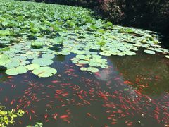 -普陀山风景名胜区-千步大沙