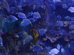 -太平洋海底世界