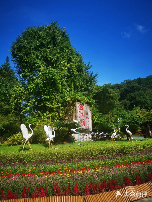 广州白江湖森林公园图片