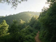 -长虫山生态公园风景林