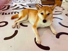 -電力宠物公司(武定路店)
