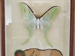 -蝶舍·MAISON PAPILLON