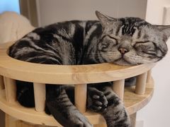 -有喵·猫咖·狗咖·30几只猫10只小狗(岗厦店)