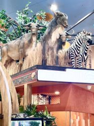 -卡通尼·Safari非洲探索乐园·生日会(金桥国际商业广场店)