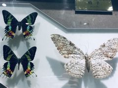 -上海昆虫博物馆