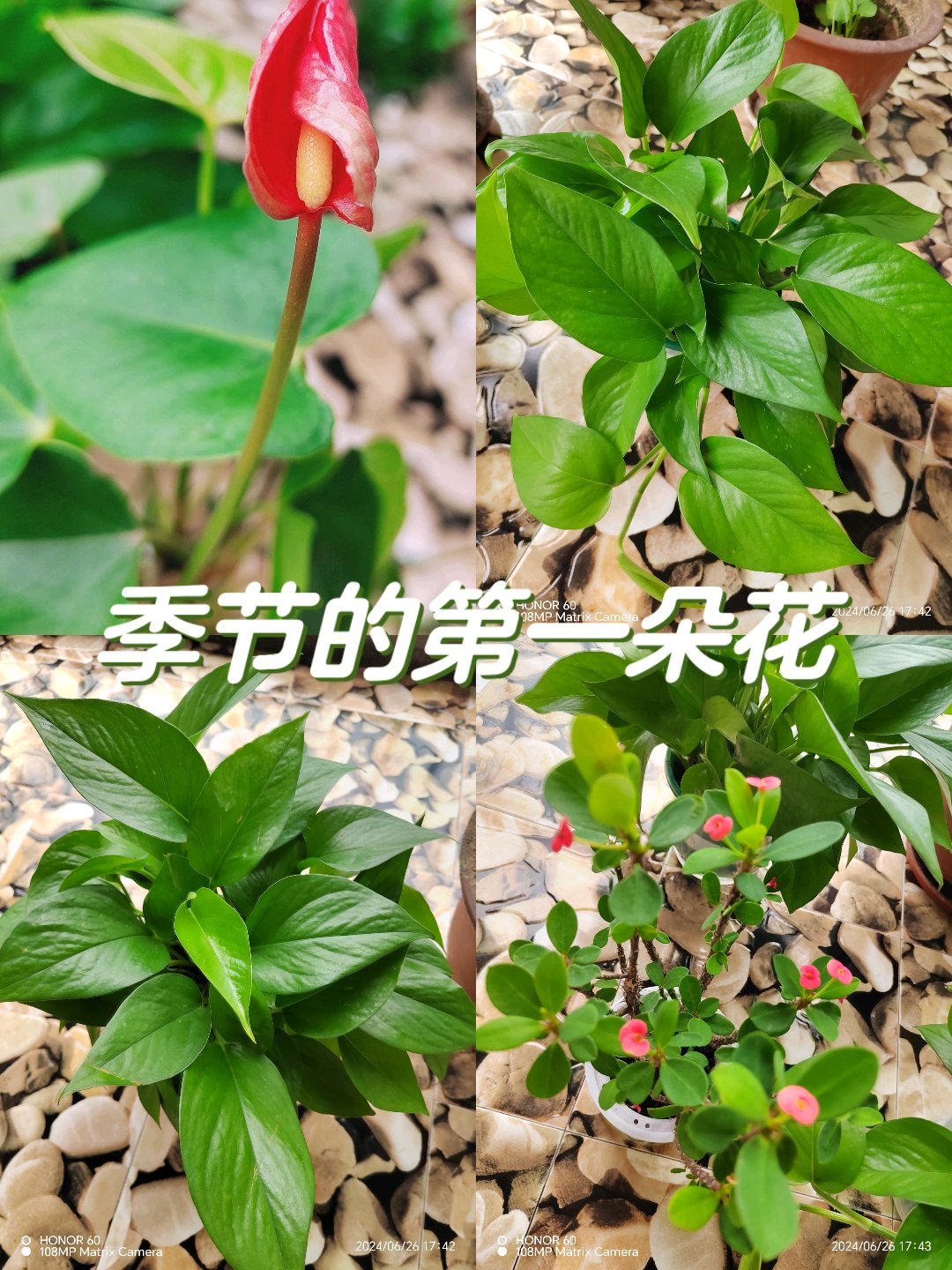 藤藤菜种植技术图片