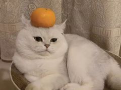 -欣宠猫屋·矮脚拿破仑·蓝金金渐层