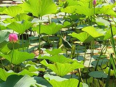 -长春公园(普阳街道)