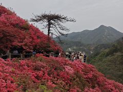 -木兰云雾山