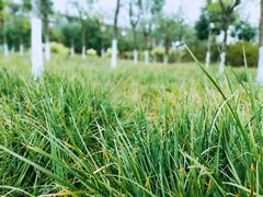 -天津东丽湖风景区