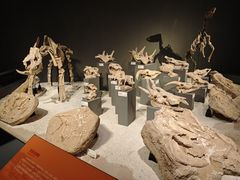 -重庆自然博物馆(新馆)