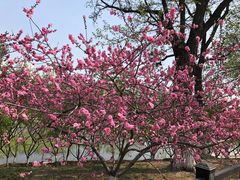 -桃花堤公园