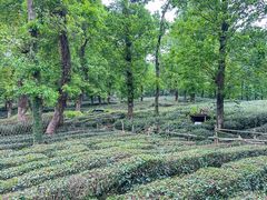 -野蔓果·山野菜(西湖景区·龙井茶田店)