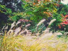 景点-沈阳植物园