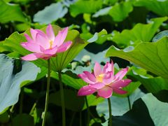 -莲花池公园