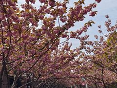 -高东镇樱花园