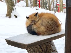 -宫城藏王狐狸村