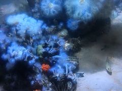 -瑞普利水族馆