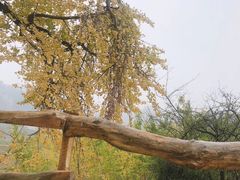 -千年银杏谷文化旅游区