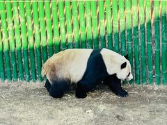 -沈阳森林动物园