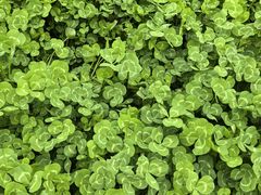 -桤木河湿地公园