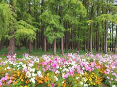 -上海共青森林公园