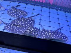 -中环花鸟鱼虫市场