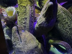 -太平洋海底世界