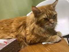 -藏猫猫咖啡主题馆(中央大道店)