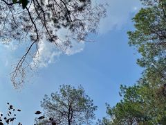 -铁山坪森林公园