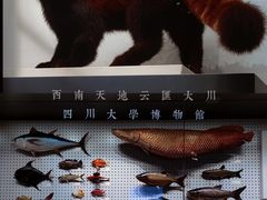 -四川大学博物馆