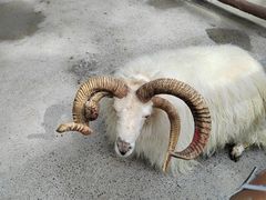 -合肥野生动物园