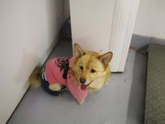-达爱动物医院·犬猫分区·CT·复杂眼科(远洋山水分院)